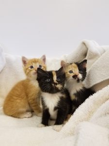 Drain Pipe Kittens