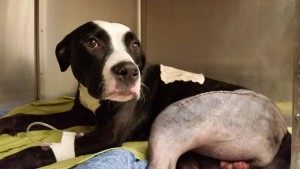 Lucky Too recovers from surgery at Westpark Animal Hospital