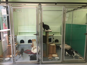 cat kennels for shelters